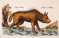Lupus Marina - a sea wolf - Folio Copper Plate, later hand coloured. Published 1657-65 Amsterdam, for Historiae Naturalis by John Jonston. Illustrated by Caspar and Matthias Merian. These creatures ar...