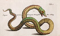 The Sea Orm, a mythical sea serpent of Norway. Copper plate and hand coloured, from Historiae Naturalis by John Jonston, 1657 Illustrated by Caspar and Matthias Merian.