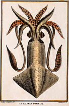 Historical illustration of Common squid  (Loligo vulgaris) Pierre Denys de Montfort engraving from 'Histoire Naturelle Generale et Particuliere des Mollusques', 1801-1802.
