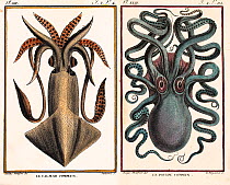 Historical illustration of Common octopus (Octopus vulgaris) and Common squid  (Loligo vulgaris) Pierre Denys de Montfort engraving from 'Histoire Naturelle Generale et Particuliere des Mollusques', 1...