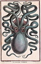 Historical illustration of Common octopus (Octopus vulgaris) Pierre Denys de Montfort engraving from 'Histoire Naturelle Generale et Particuliere des Mollusques', 1801-1802.