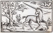 Illustration of a Unicorn, antique woodcut published ca 1560 from the 'Cosmographia' by Sebastian Munster.