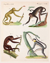 Illustration of four  New World monkeys (Atelidae) Copperplate engraving with contemporary hand colouring from  'Bilderbuch fur Kinder' by F.J. Bertuch, Weimar, circa 1820.