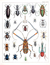 Illustration of various beetles engraving by Johann Susemihl from Lorenz Oken's  'Insekten' volume from 1843, from the series 'Allgemeine Naturgeschichte fur alle Stande'.
