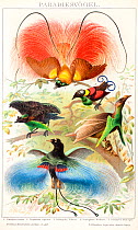 Historical illustration showing the displays of various birds of paradise: Red bird-of-paradise (Paradisea rubra), Superb bird of paradise (Lophorina superba), Wilson's bird of paradise (Cicinnurus re...