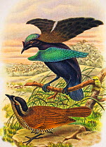 Illustration of Superb bird of paradise (Lophorina superba) displaying to female, this display is factually wrong as the display was not witnessed until many years later.  Illustration by Richard Bowd...