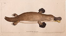 Illustration plate of Duck billed platypus (Ornithorhynchus anatinus), by Frederick Nodder from George Shaw, 'The Naturalist's Miscellany' vol. 10. 1799