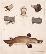 Illustration plates of Duck billed platypus (Ornithorhynchus anatinus) including anatomy of feet and bill, by Frederick Nodder from George Shaw, 'The Naturalist's Miscellany' vol. 10, 1799