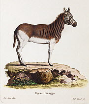 Illustration of extinct Quagga (Equus quagga quagga)  by Christian von Schreber, from 'Die Sauetheire in Abbildungen nach der Natur mit Beschreibungen' 1883.