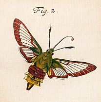 Illustration of adult Broad bordered bee hawk moth (Hemaris fuciformis) copperplate art by August Johann Roesel von Rosenhof, from his work I'nsect Amusements' 1744. August