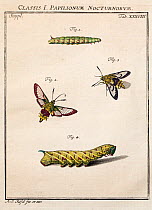 Portrait of adult and larvae of the Broad bordered bee hawk moth (Hemaris fuciformis) and Narrow bordered Bee hawk moth (H. tityus) by August Johann Rosel von Rosenhof from his work 'Insect Amusements...