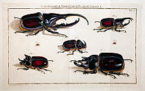 Illustration of various large rhinoceros beetles (Dynastinae) by August Johann Rosel von Rosenhof, from his works published in 'Insecten' 1762