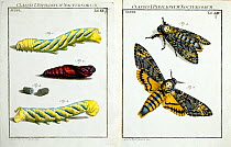 Illustration of Death's head hawkmoth (caterpillars, pupa and imago (adult) copperplate art by August Johann Roesel von Rosenhof, 1744.