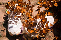 Small leopard butterflies (Phalanta alcippe) puddling on sweaty trainers to gain valuable salts and amino acids, Thailand.