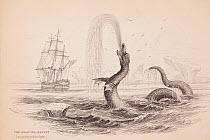 Copperplate engraving of great sea monster reported by Hans Egede in 1735. From The Naturalist's Library by Sir William Jardine. This monster or was reportedly spotted off the coast of Greenland, and...