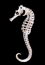 Skeleton of a seahorse (Hippocampus sp.) showing the remarkable structure of bones that form a virtual exoskeleton, with few deep internal bones, in this unusual vertebrate group.
