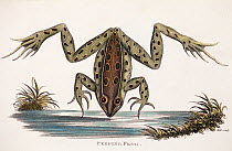 Illustration of Peeping frog - now commonly called Northern Leopard frog (Rana pipiens) plate by Hill. From George Shaw 'General Zoology or Systematic Natural History 1802.