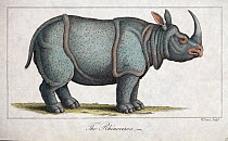 Copperplate illustration of Indian rhinoceros (Rhinoceros unicornis) by W. Read with later hand colouring. From 'Nature Displayed in the Heavens and on Earth' by Simeon Shaw 1823