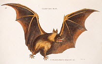 Illustration of a Vampire bat (Vespertilio vampyrus)  by Heath published 1800 in George Shaw 'General Zoology or Systematic Zoology', in which the Vampire bats feeding habits are described. However th...