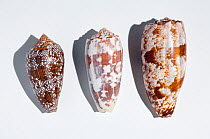 Three shells of different species of large predatory cone shells which are highly venomous but potentially have powerful painkillling  properties; from the top: the Geography cone (Conus geographicus)...