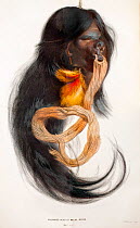 Illustration of shrunken head, prepared by Macas Indians. From 'Note on the Macas Indians' by John Lubbock in: The Journal of the Anthropological Institute of Great Britain and Ireland Vol. 3, 1874.