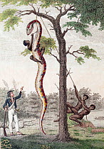 Illustration 'Skinning of the Aboma Snake', J. G. Stedman, Narrative (1796), the plate designed by Stedman and originally engraved by Blake shows slaves in Surinam skinning an anaconda while Stedman l...
