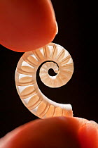 Shell of extant deep water squid Spirula (Spirula spirula) backlit and sectioned to show how the structure of partitions within the shell is reminiscent of the extinct ammonites and living nautiloids.