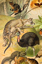 Australasian fauna by Gustav Mutzel, 1892 - published in 'Meyer's Conversations Lexicon' of 1902. Including a Thylacine (Thylacinus cynocephalus), Cassowary (Casuarius), Echidna (Tachyglossidae), Duck...
