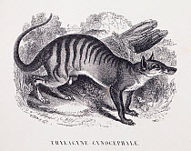 Illustration of  extinct Thylacine (Thylacinus cynocephalus) by the French naturalist and physician Jean-Emmanuel-Marie Le Maout (1799-1877), published in Les Trois Regnes de la Nature, 1853.