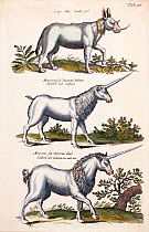 Illustration of various types of mythical unicorns, also known as monoceros, by engraver Matthaus Merian 'the Elder', hand colored copperplate engravings from Historia Naturalis , 1657.