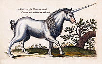 Illustration of mythical Unicorn, also known as Monoceros, by engraver Matthaus Merian 'the Elder', hand coloured copperplate engravings from 'Historia Naturalis',  1657.
