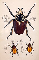 Illustration of Goliath Beetle (Goliathus goliatus) and Chafer beetles, from Arcana entomologica, or, Illustrations of new, rare, and interesting insects by J.O. Westwood, 1845