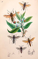 Illustration of Hornets and Wasps, from Arcana entomologica, or, Illustrations of new, rare, and interesting insects by J.O. Westwood, 1845.