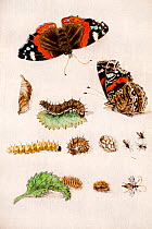 Illustration of Red admiral butterfly (Vanessa atalanta) life stages and parasites. By Maria Sybella Merian 1683, from her book 'Caterpillars, Their Wondrous Transformation and Peculiar Nourishment fr...