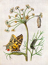 Illustration of  Swallowtail Butterfly (Papilio machaon) on Fennel by Maria Sybella Merian 1683, from her book 'Caterpillars, Their Wondrous Transformation and Peculiar Nourishment from Flowers'. Meri...