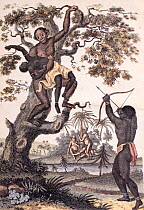 Illustration 'An Orang-Outang carrying off a Negro Girl' Frontispiece from volume two of Sibly 'An universal system of natural history : including the natural history of man, the Orang-Outang and the...