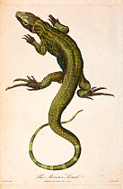 Illustration of Monitor lizard (Lacerta monitor)  now known as the Nile monitor (Varanus niloticus) from J. Frid Gmelin and Carl Linnaeus (posthumous). 'A Genuine and Universal System of Natural Histo...