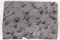 Lithograph of a slab with multiple dinosaur trackways. From 'Ichnology of New England. A Report on the Sandstone of the Connecticut Valley, especially its Fossil Footmarks'. Boston: William White, 185...