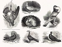 Composite of original line drawings from Darwin's 'Variation in Animals and Plants under Domestication' 1868. The ancestral form, the rock pigeon hangs up dead to the left while some of the many varieties produced from it by artificial selection (selective breeding for traits) are shown to the right.