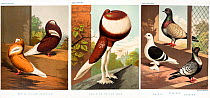 Three illustrations from Cassell's Pigeon Book, 1874 showing domestic pigeons: Red and Yellow Jacobin, Red-pied pouter cock with crop inflated, and Shield, Hyacinth and Suabian.