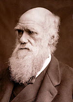 Photograph of Charles Darwin taken by Lock & Whitfield in 1877 and published in' Men of Mark' 1878.