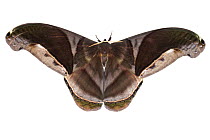 Moth (Rhescyntis hippodamia) Jatun Sacha Biological Station, Ecuador. Meetyourneighbours.net project