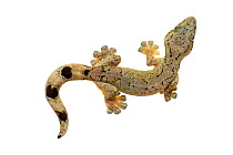 Turnip-tailed gecko (Thecadactylus rapicauda) Jatun Sacha Biological Station, Napo province, Amazon basin, Ecuador.  Meetyourneighbours.net project
