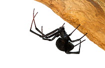 Mediterranean black widow spider (Latrodectus tredecimguttatus).  Central Coastal Plain, Israel. Focus-stacked and cropped. Meetyourneighbours.net project