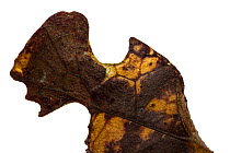 Katydid (Typophyllum bolivari) male  katydid that mimics a dead leaf. Jatun Sacha Biological Station, Napo province, Amazon basin, Ecuador. Focus-stacked and cropped. Meetyourneighbours.net project