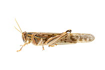 Desert locust (Schistocerca gregaria) adult in solitary phase. Western Negev Desert, Israel. Meetyourneighbours.net project