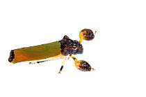 Boxer leafhopper (Peltocheirus sp.)  Jatun Sacha Biological Station, Napo province, Amazon basin Ecuador. Meetyourneighbours.net project