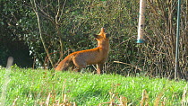 Red fox (Vulpes vulpes) puling down and taking away a bird feeder, Carmarthenshire, Wales, UK, January.