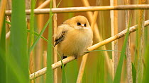Bearded tit (Panurus biarmicus) chick perched in reeds, preening, Norfolk, England, UK, May.