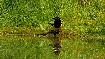 Magpie (Pica pica) drinking from a pond, Bedfordshire, England, UK, June.